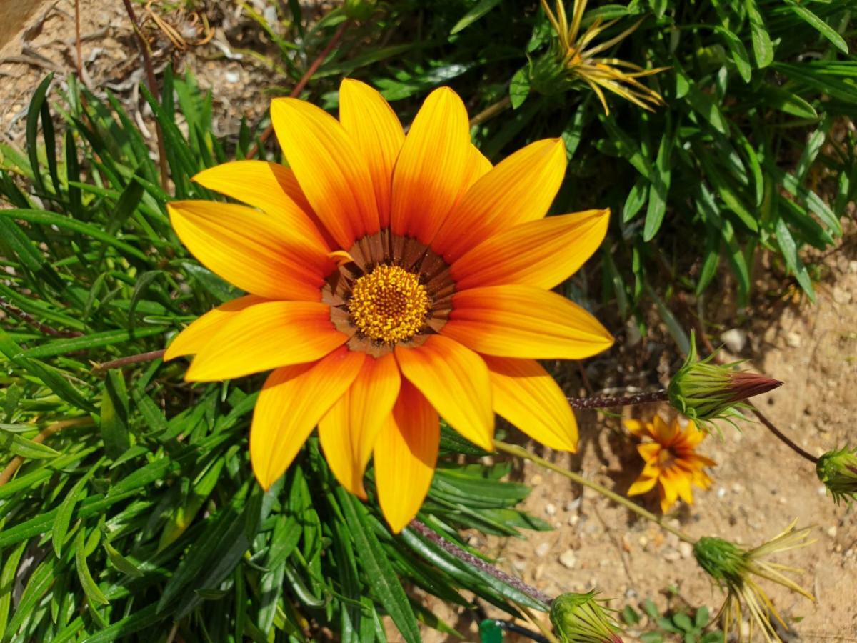 Seaview Varandas Do Sol 2 波尔蒂芒 外观 照片